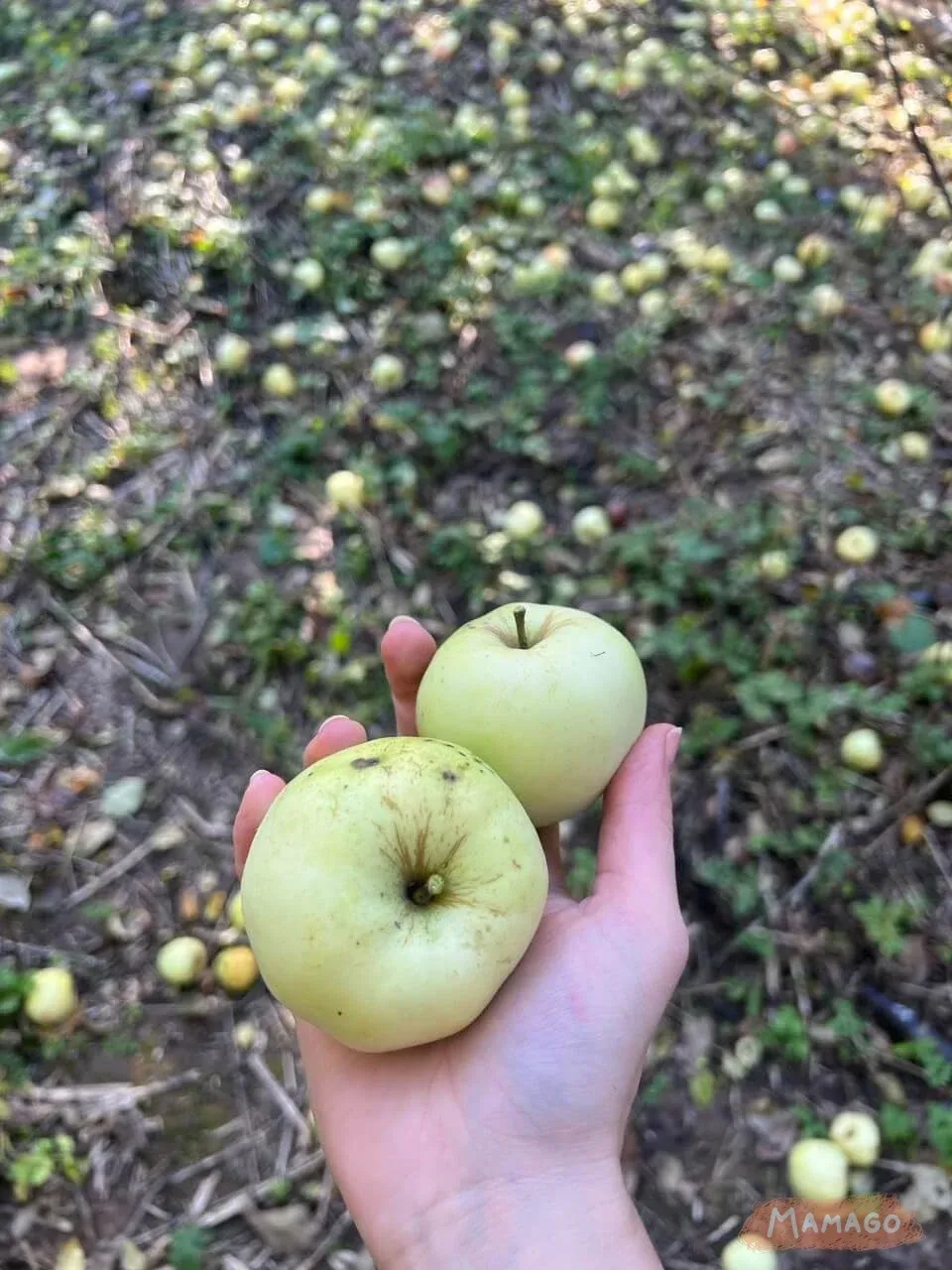 Экотропы