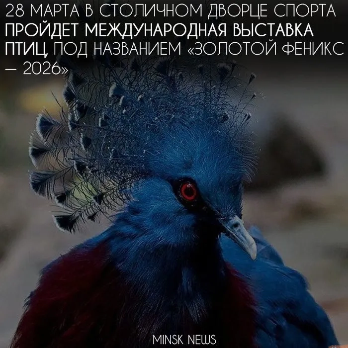 Международная выставка птиц «Золотой Феникс» - Image 01 (March 25, 2026)