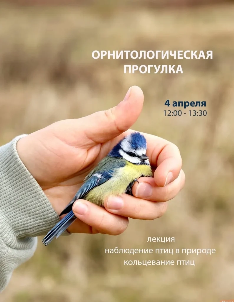 Орнитологическая «Крылатая прогулка» - Image 01 (March 23, 2026)